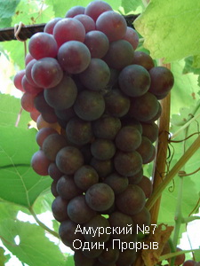 Amur7
