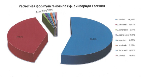 Evgeniya Formula