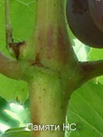 PNS kod 010