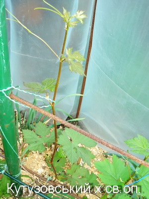 Selekciya 2005 2