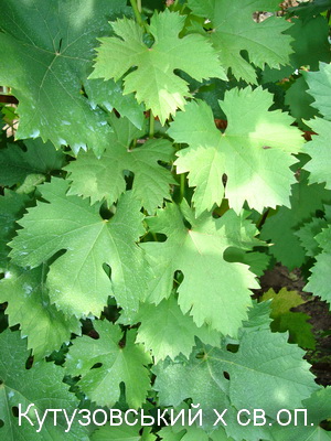 Selekciya 2007 10