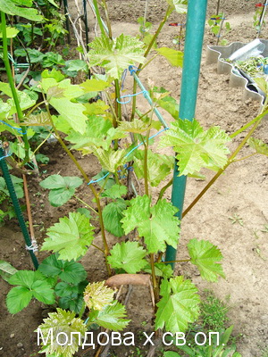 Selekciya 2007 11