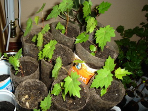 Selekciya 2007 5