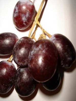 Selekciya 2007 7