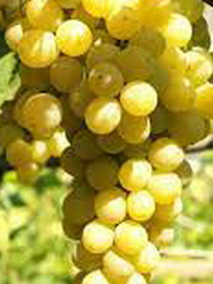 Selekciya 2007 9