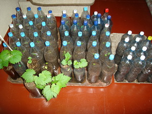 Selekciya 2009 1