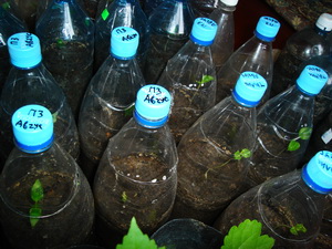 Selekciya 2009 2