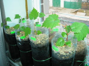 Selekciya 2009 3