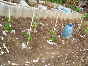Selekciya 2009 5
