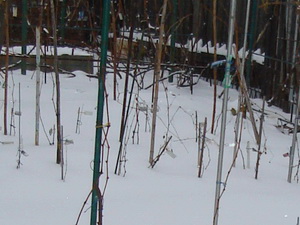 Selekciya 2009 9