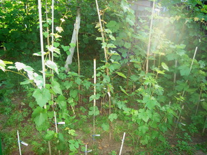Selekciya 2010 6