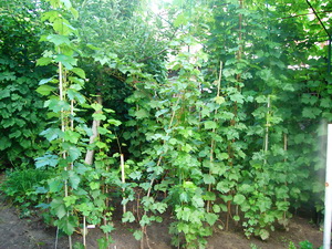 Selekciya 2010 7