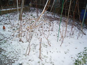 Selekciya 2010 9