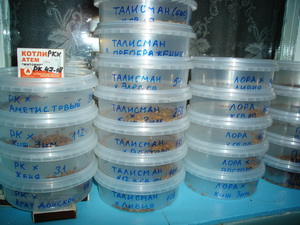 Selekciya 2011 2