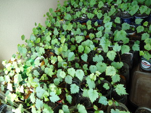 Selekciya 2011 5