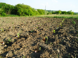 Selekciya 2011 7