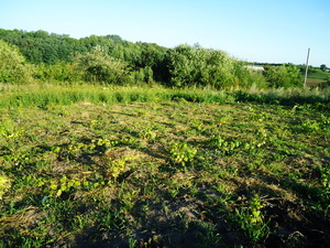 Selekciya 2011 8