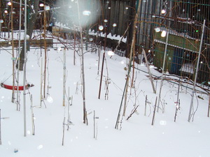 Selekciya 2011 9