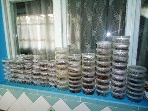 Selekciya 2012 1