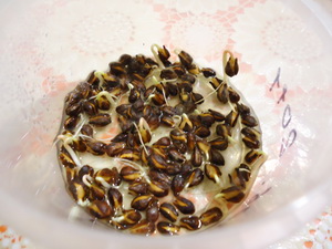 Selekciya 2012 2
