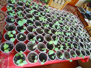 Selekciya 2012 4