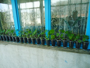 Selekciya 2012 6