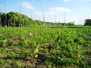 Selekciya 2012 8
