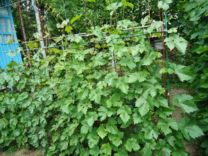 Selekciya 2012 9