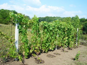 Selekciya 2013 6