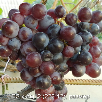 PZxAm12222 122