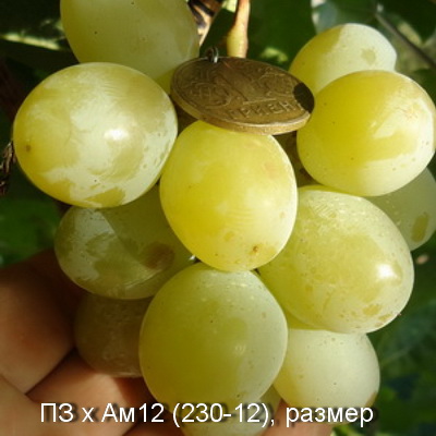 PZxAm12 230 12 2