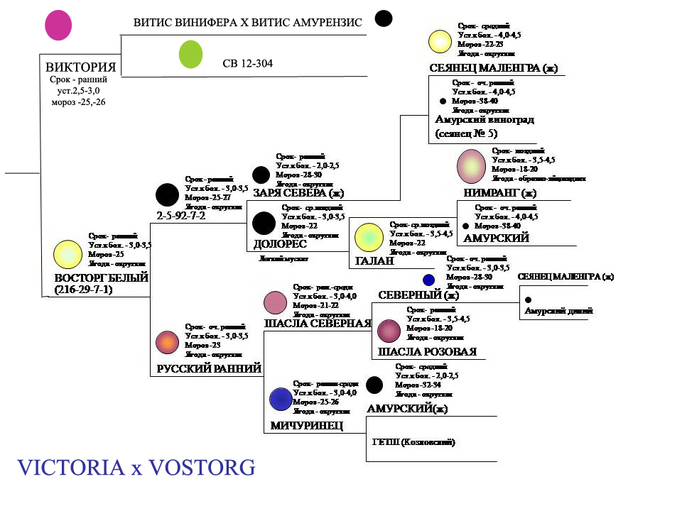 Victoria x Vostorg
