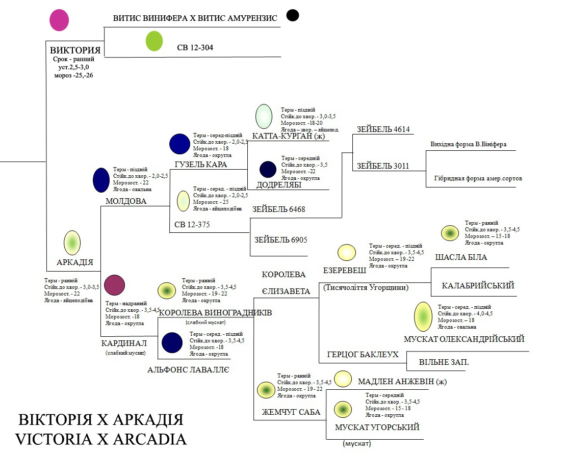 VxA shema ukr